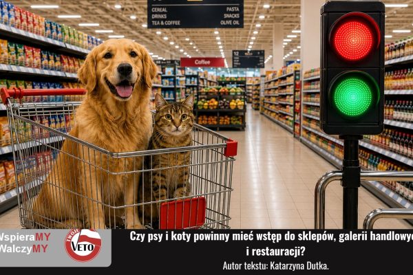 Pies i kot w wózku sklepowym w supermarkecie